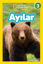 Ayılar - National Geographic Kids